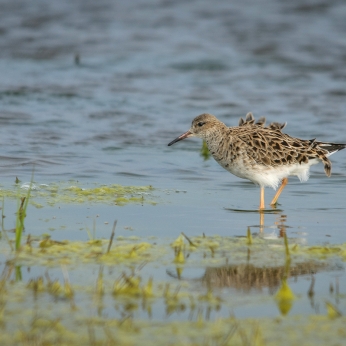 Migrația de toamnă